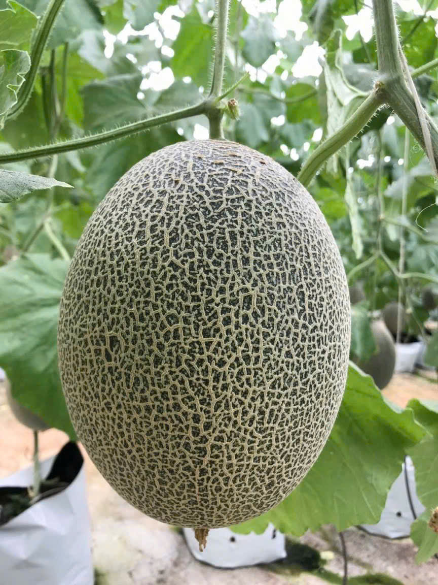 Nhà màng dưa lưới Tigon Farm Đạ Tẻh 2